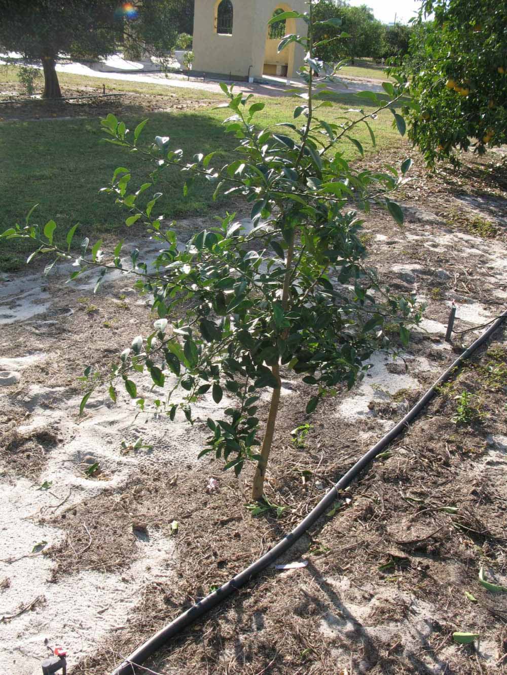              Habit (Winter Haven, FL)       